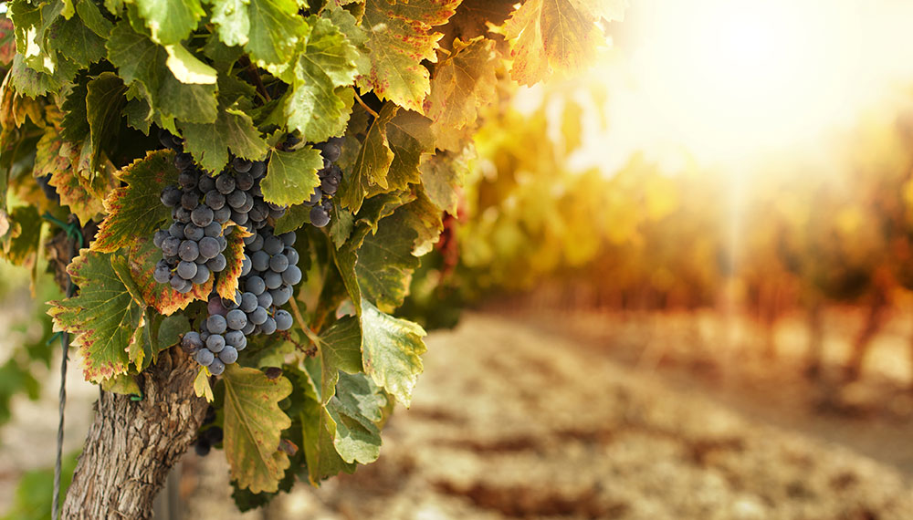 Grapes in a vineyard